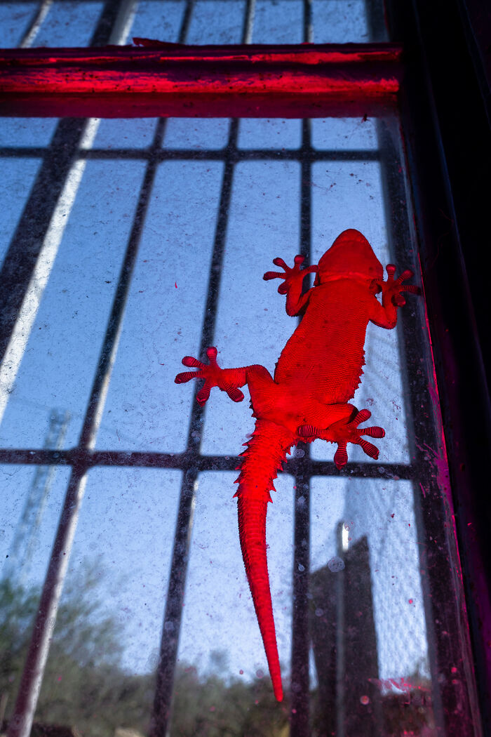 Red Gecko