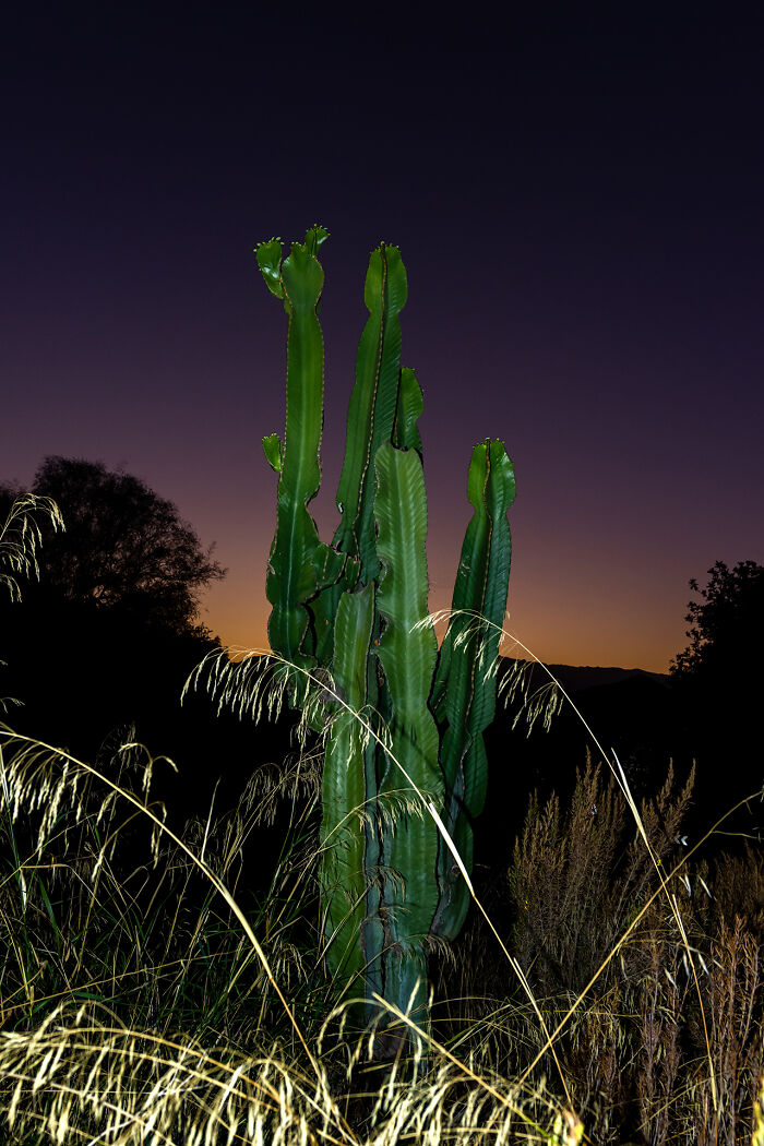 San Pedro Cactus