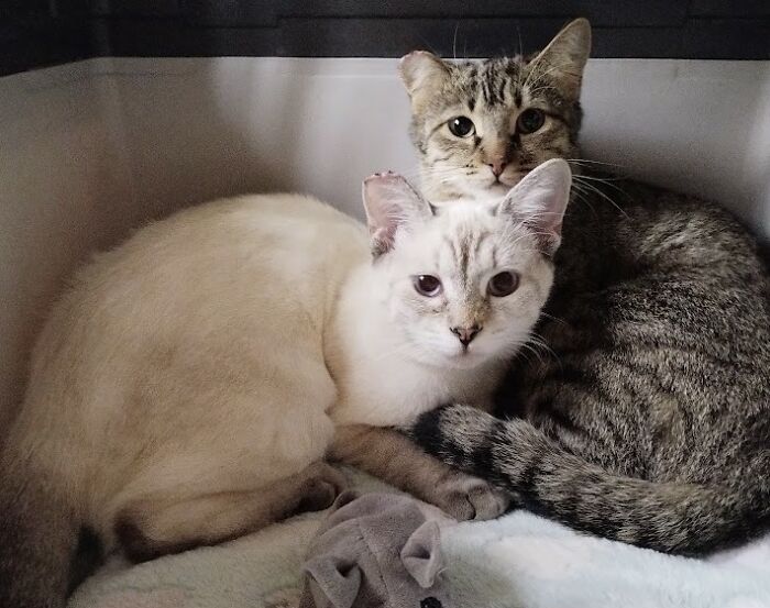 These Two Orphaned Kittens Are Learning To Enjoy The Warmth Of A Home