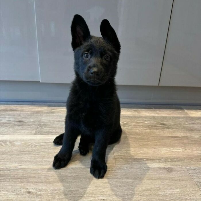 We Are Delighted To Introduce You Our Newest Addition To The Dogs' Unit: 10-Week-Old Police Puppy Morris
