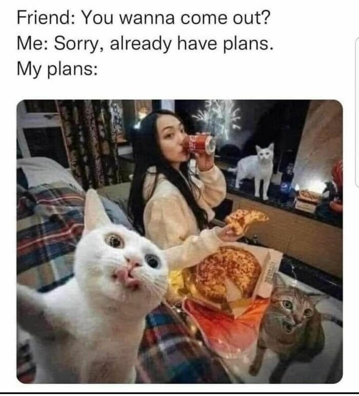 The-Odd-Cat-Sanctuary-Memes