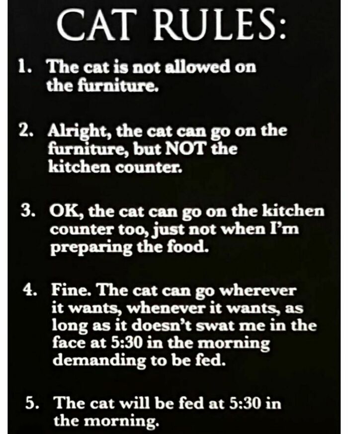 The-Odd-Cat-Sanctuary-Memes