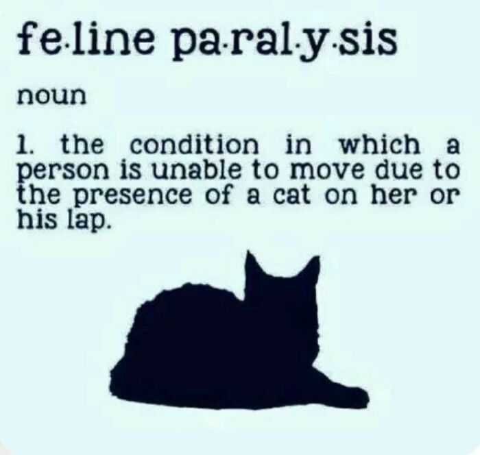 The-Odd-Cat-Sanctuary-Memes