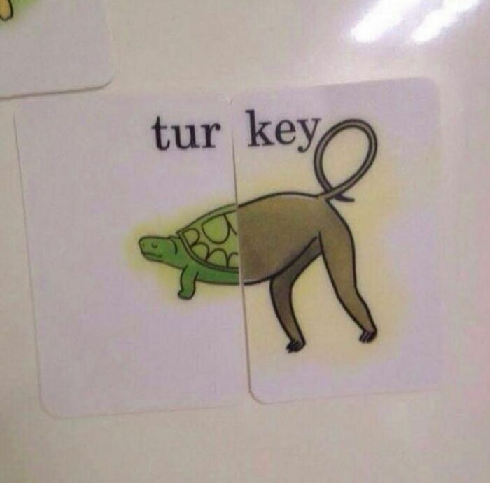 Humorous confusing pic showing a turtle front paired with a monkey back, illustrating a funny mix from I Would Prefer Not To.