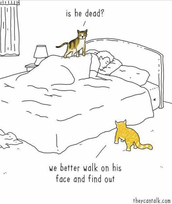 The-Odd-Cat-Sanctuary-Memes