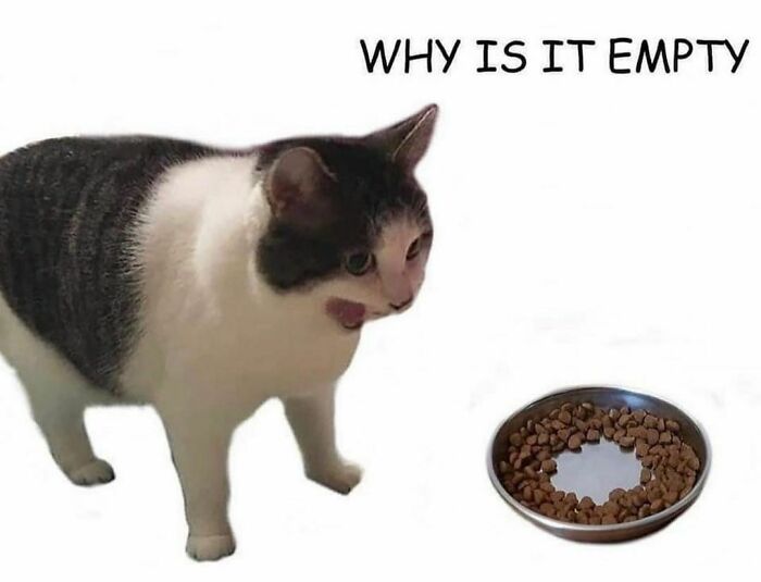 The-Odd-Cat-Sanctuary-Memes