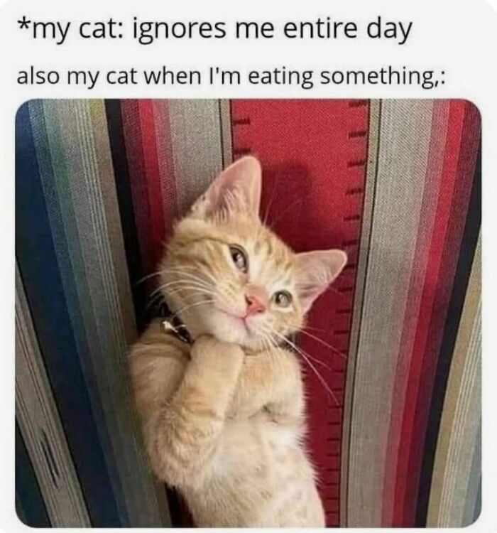 The-Odd-Cat-Sanctuary-Memes