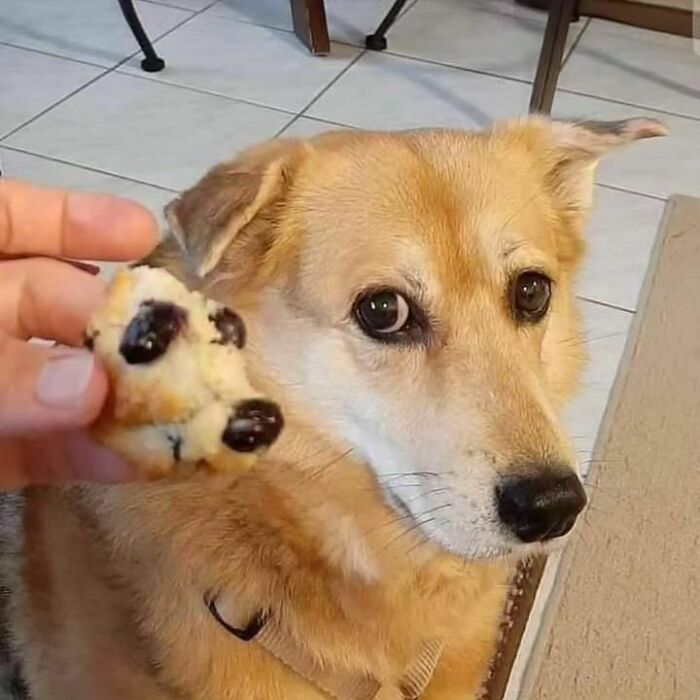 Chaotic-Food-Funny-Pics