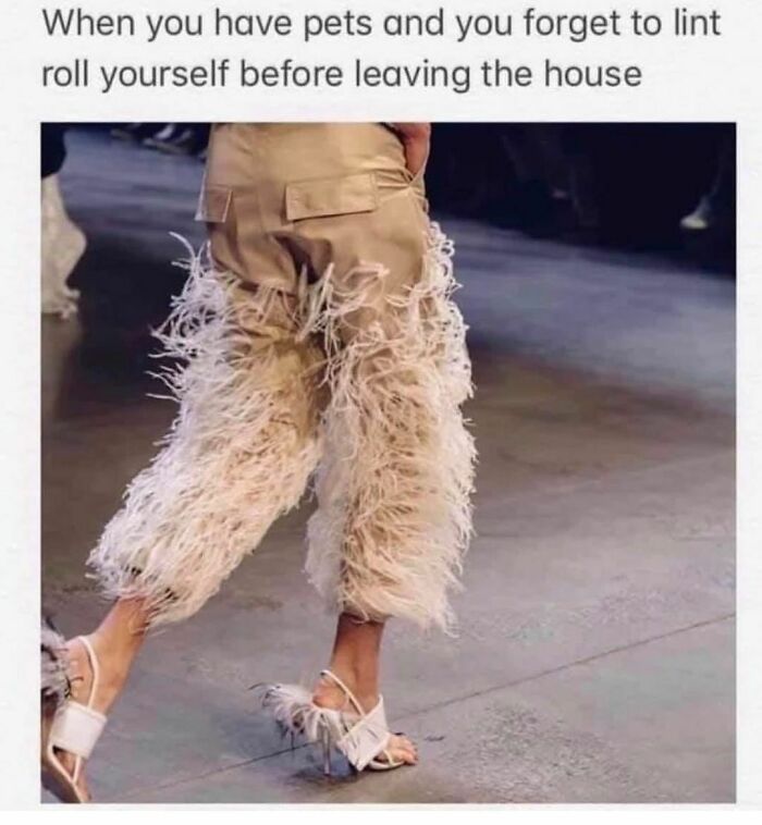 The-Odd-Cat-Sanctuary-Memes