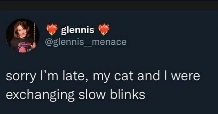 The-Odd-Cat-Sanctuary-Memes