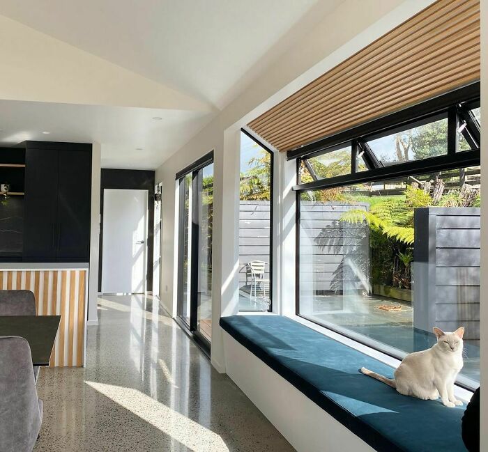 Cat sitting on a large window seat with a blue cushion, creating a cozy and inviting window nook in a modern home.