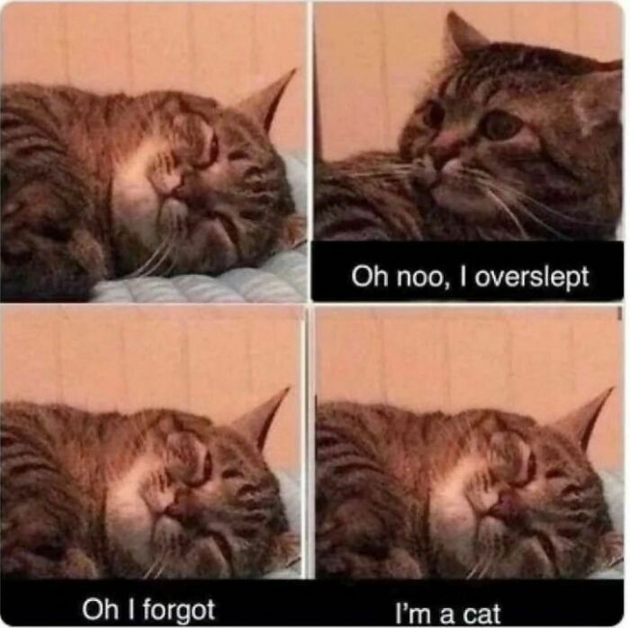 The-Odd-Cat-Sanctuary-Memes