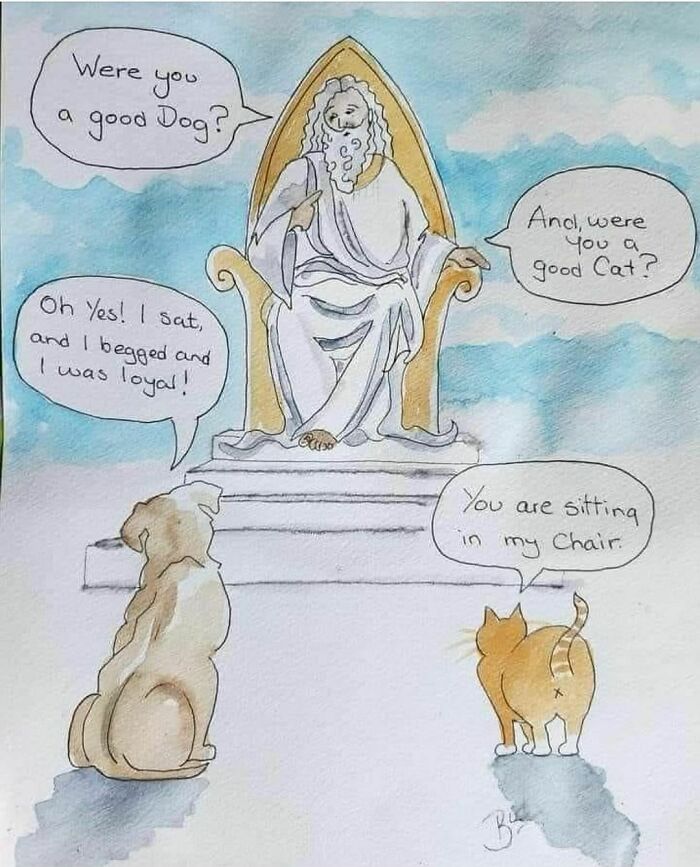 The-Odd-Cat-Sanctuary-Memes