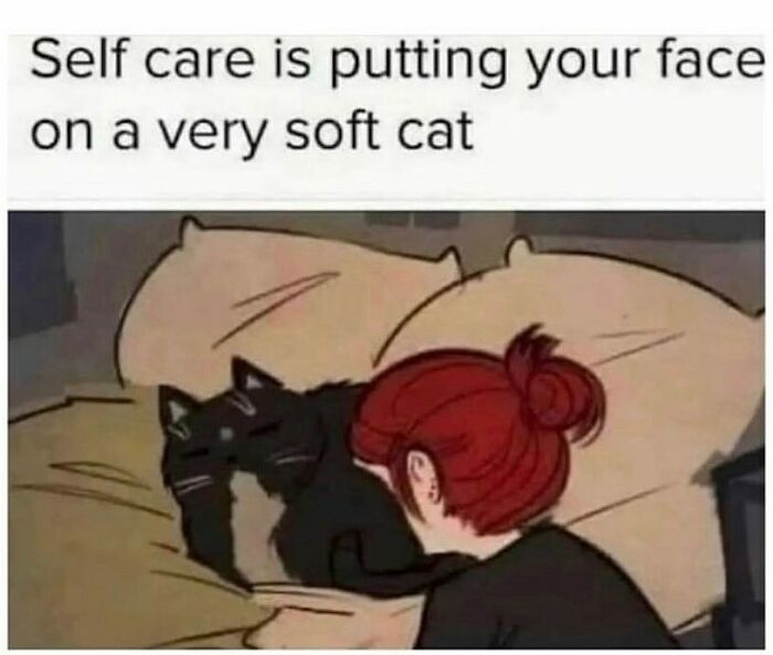 The-Odd-Cat-Sanctuary-Memes