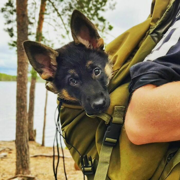 Hyvinkää Police Station Calls For A German Shepherd Rokka