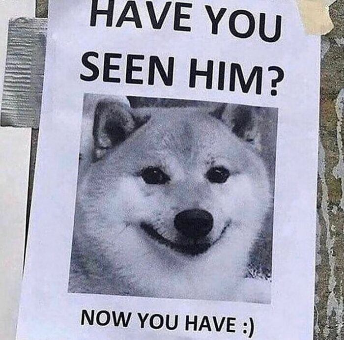 Lost dog poster featuring a smiling dog with text have you seen him now you have in a confusing pic