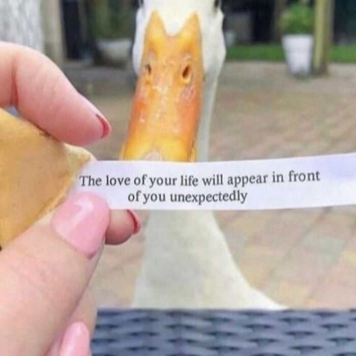 Goose holding a fortune cookie slip with a funny and confusing message, part of hilarious pics from I Would Prefer Not To.