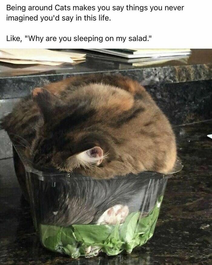 The-Odd-Cat-Sanctuary-Memes