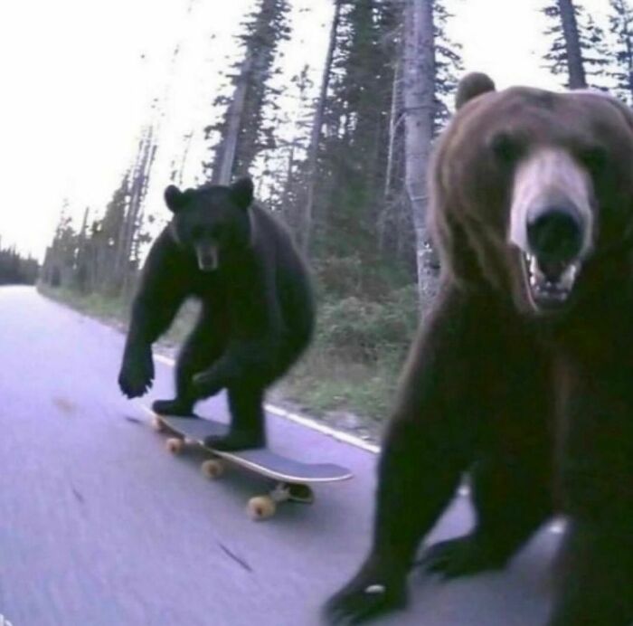 Bears skateboarding on a forest road, showcasing hilariously cursed AI imagery.