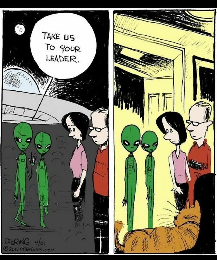 The-Odd-Cat-Sanctuary-Memes