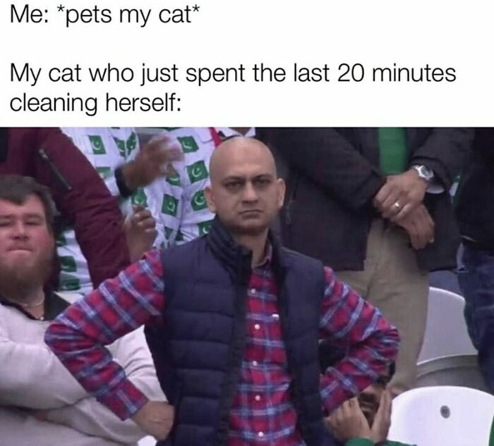 The-Odd-Cat-Sanctuary-Memes