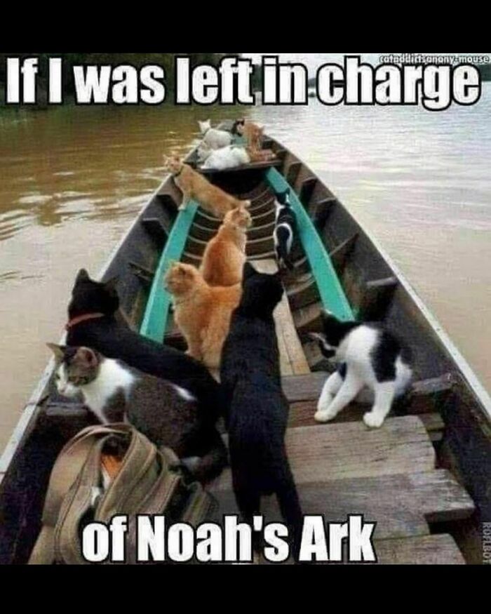 The-Odd-Cat-Sanctuary-Memes