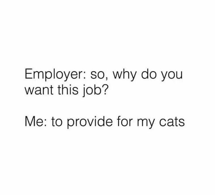 The-Odd-Cat-Sanctuary-Memes