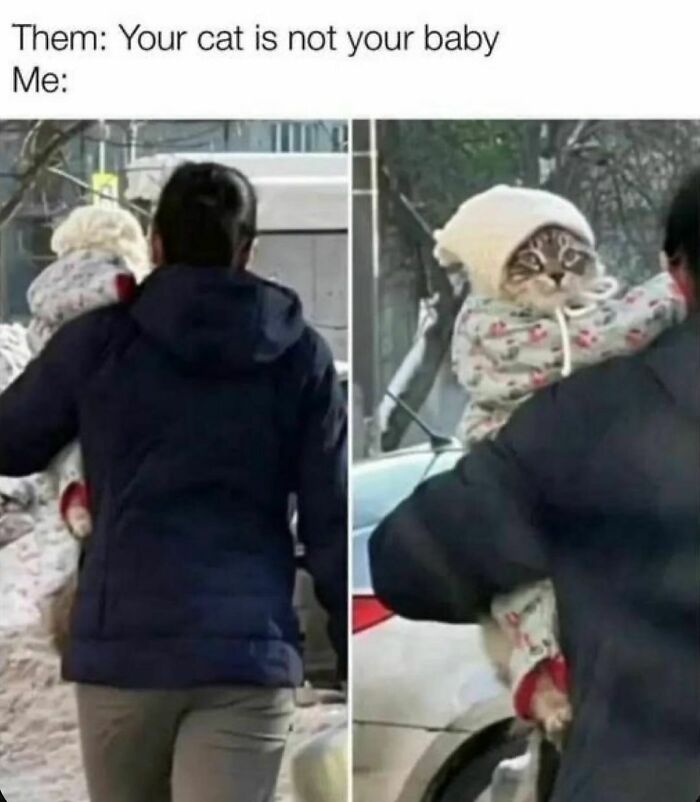 The-Odd-Cat-Sanctuary-Memes