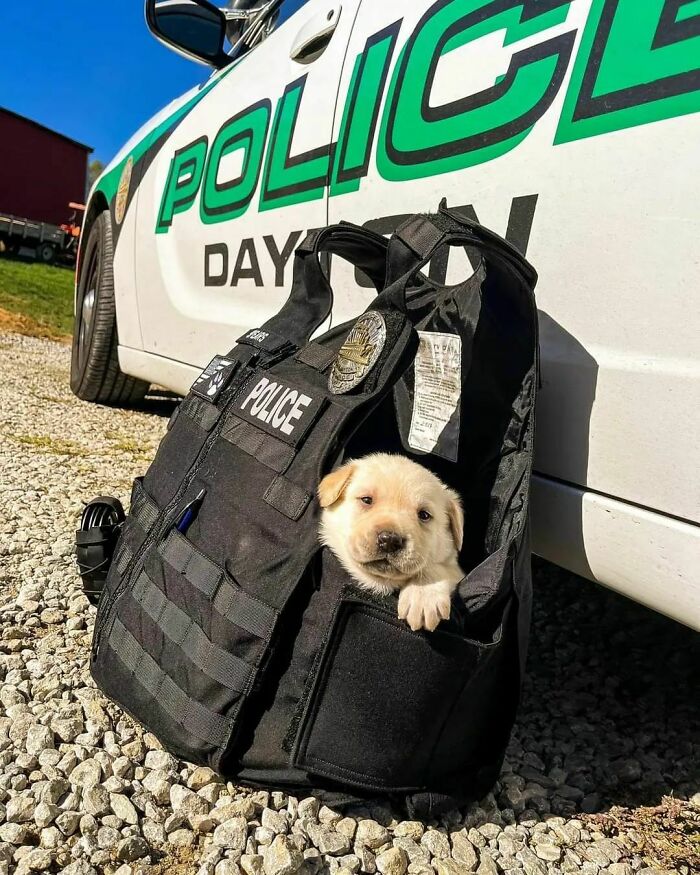 Meet Cooper. The Cutest Pup In Dayton Kentucky, Training To Become A K9 And Therapy Pup