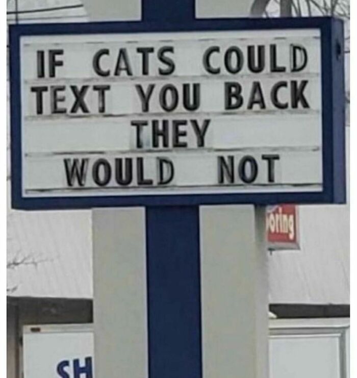 The-Odd-Cat-Sanctuary-Memes