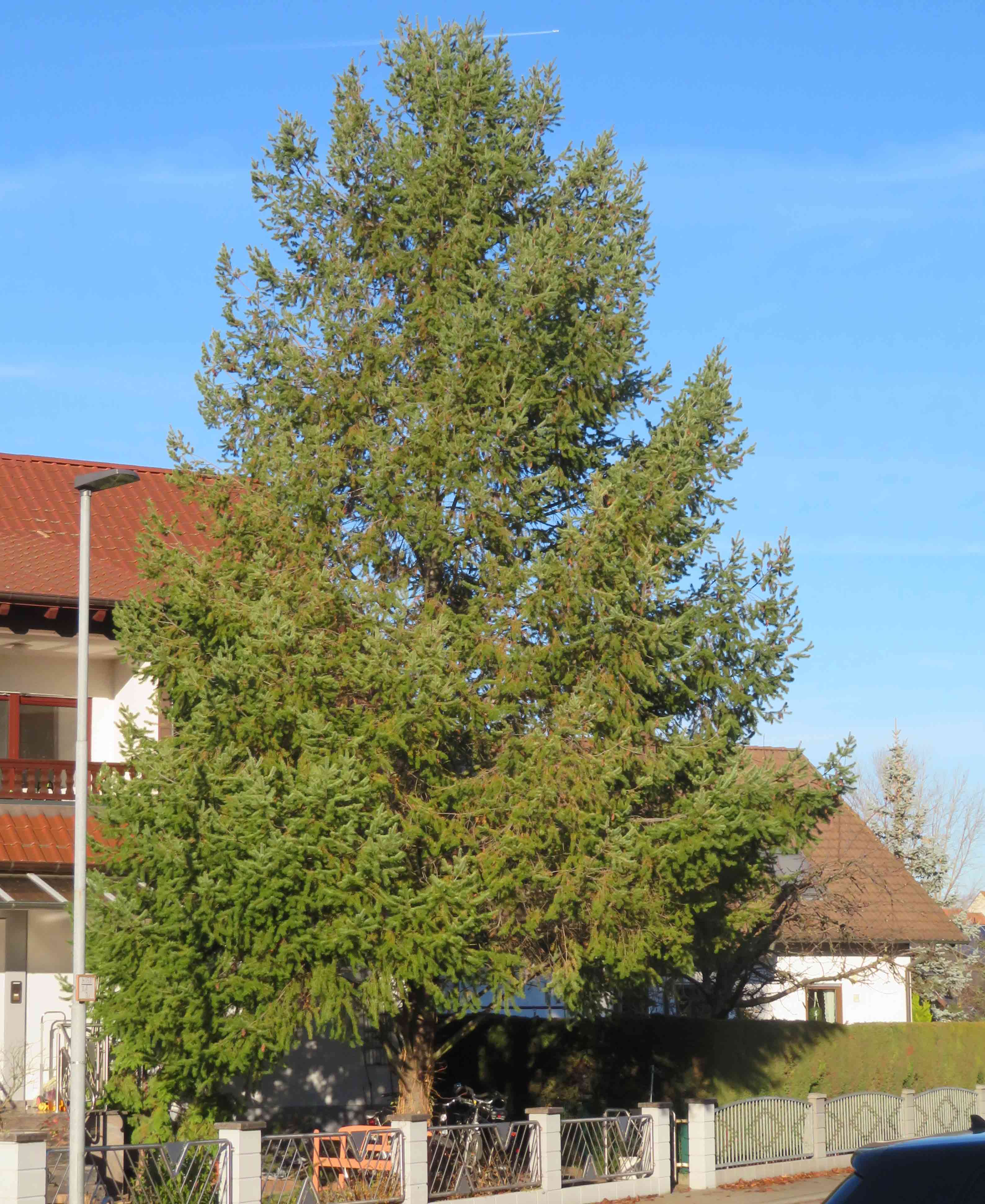 Douglas Fir (Pseudotsuga menziesii) in a front garden