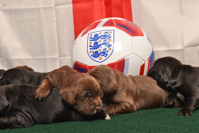 These Puppies Are Due To Begin Their Police Dog Training Later This Year