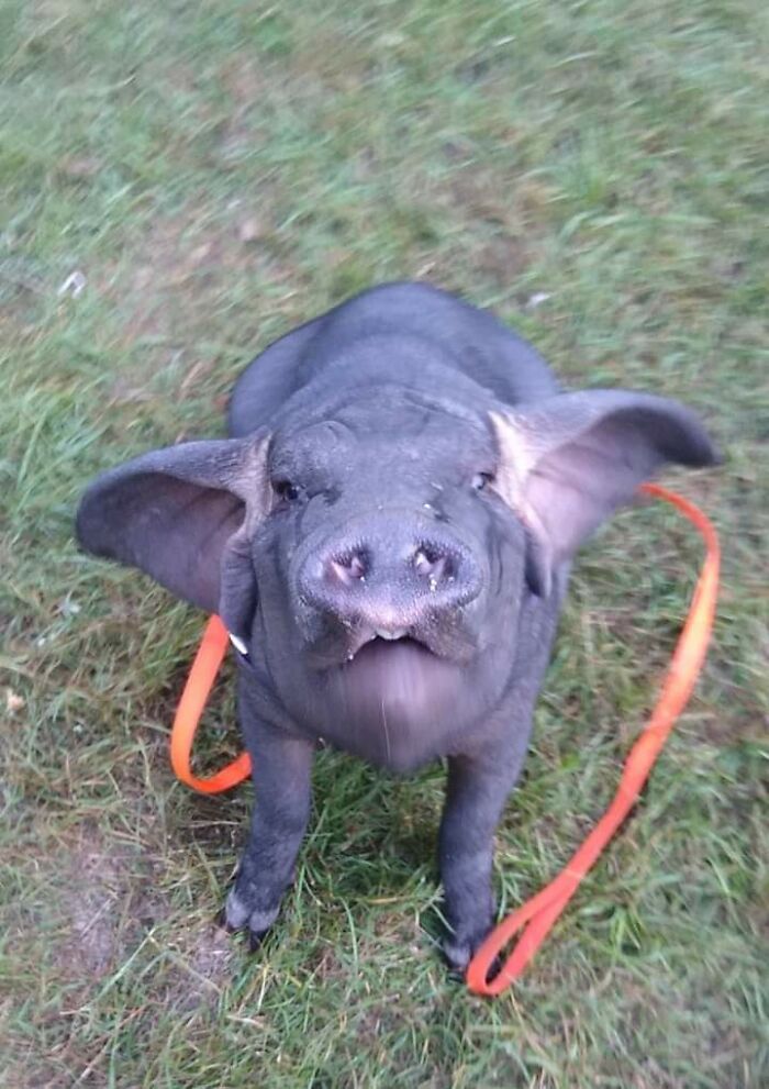 Meet Pudding, A Meishan Pig Who Became A Pet For Her Handler