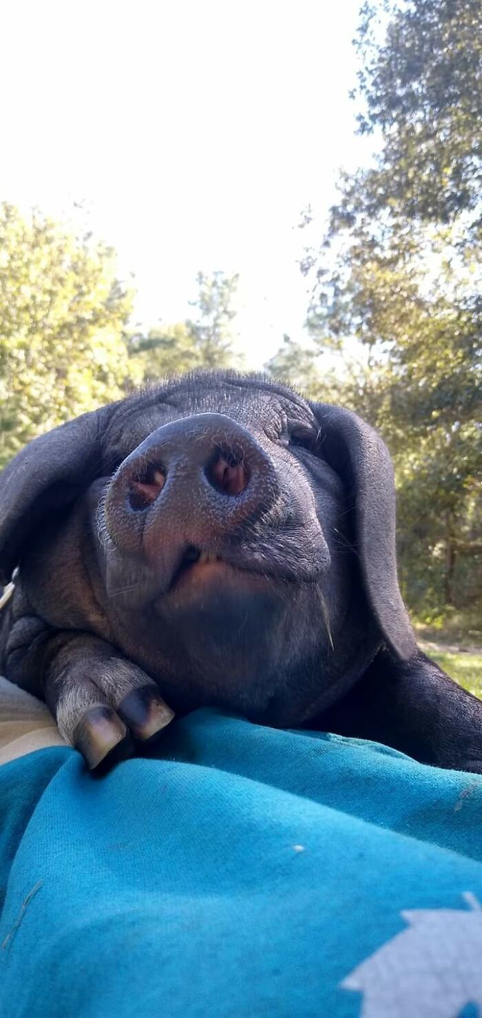 Meet Pudding, A Meishan Pig Who Became A Pet For Her Handler