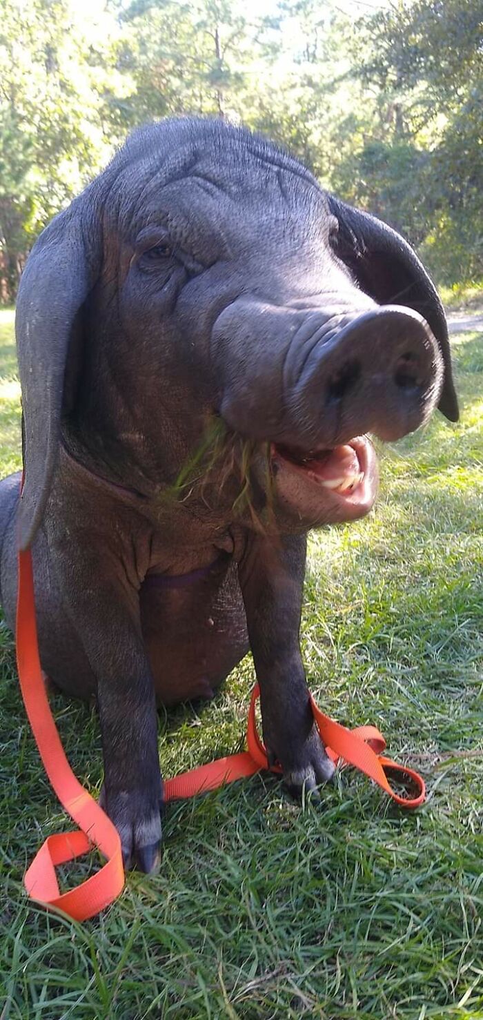 Meet Pudding, A Meishan Pig Who Became A Pet For Her Handler