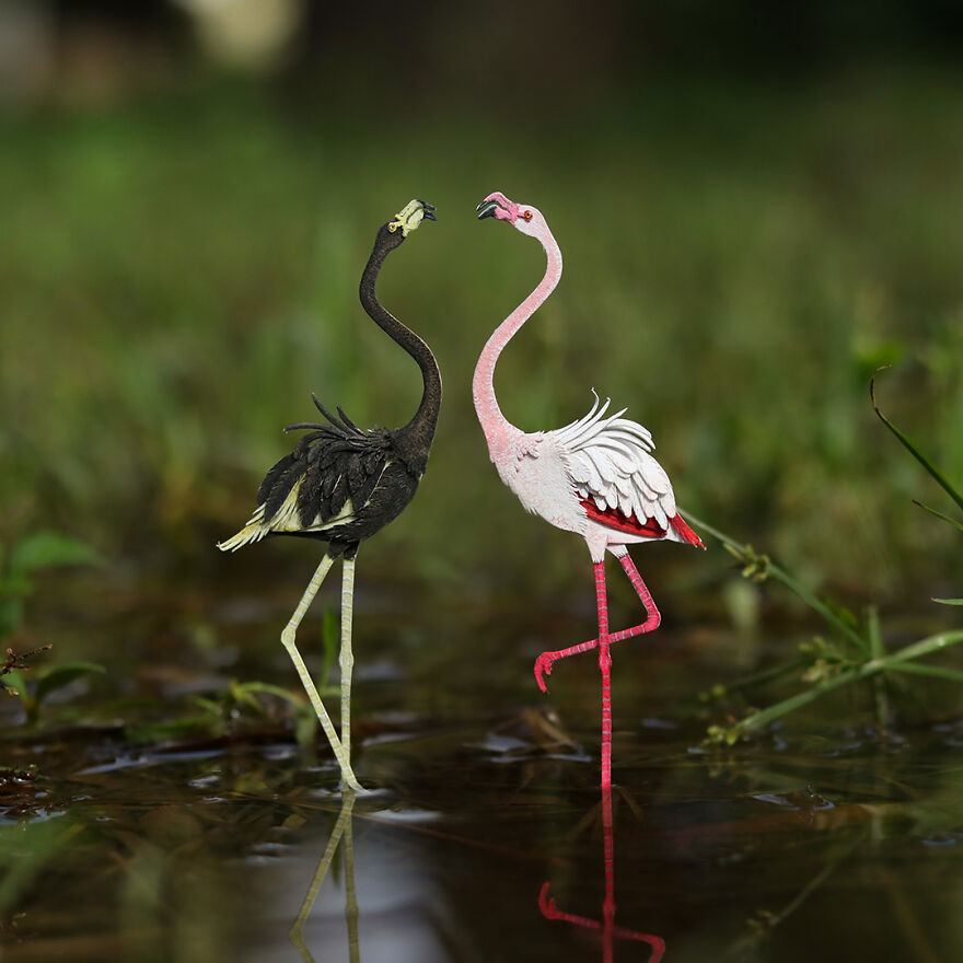 Greater Flamingo