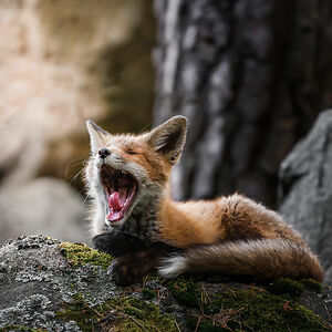 vivaansamaraweera avatar