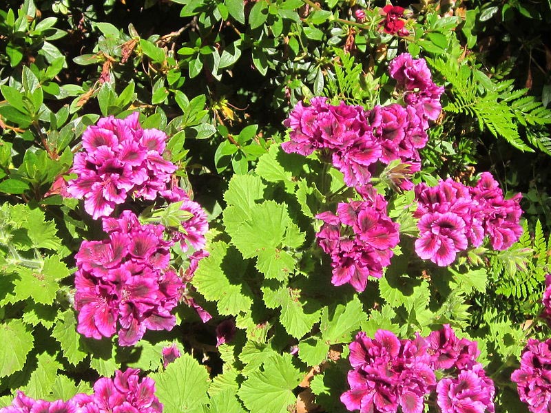 Pelargonium that grows in the San Francisco Bay Area Pelargonium that grows in the San Francisco Bay Area