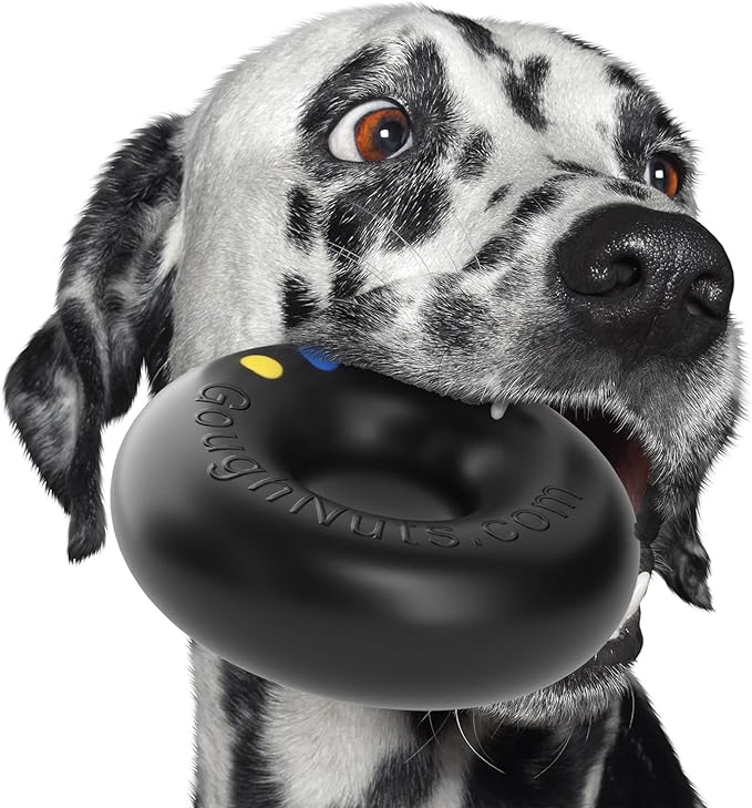 Dalmatian chewing a durable dog toy designed for shredders. Dalmatian chewing a durable dog toy designed for shredders.