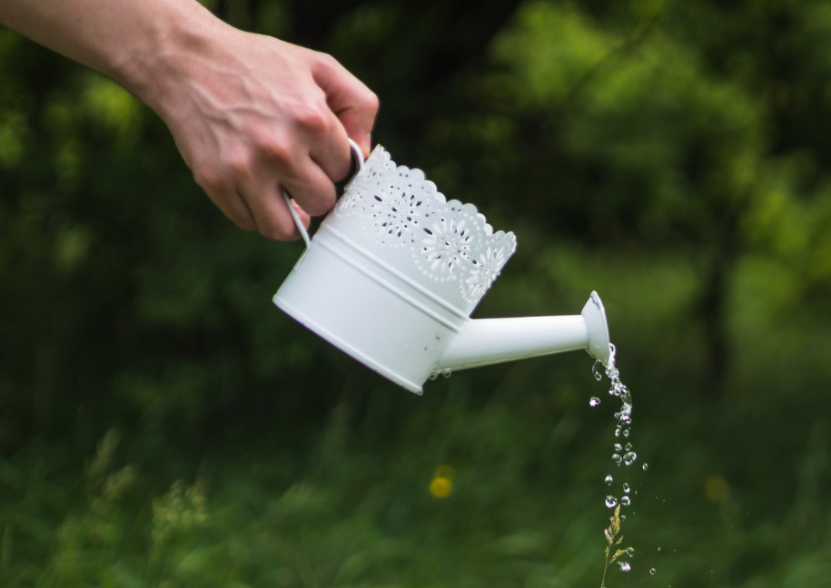 Hand watering from a white watering can Hand watering from a white watering can