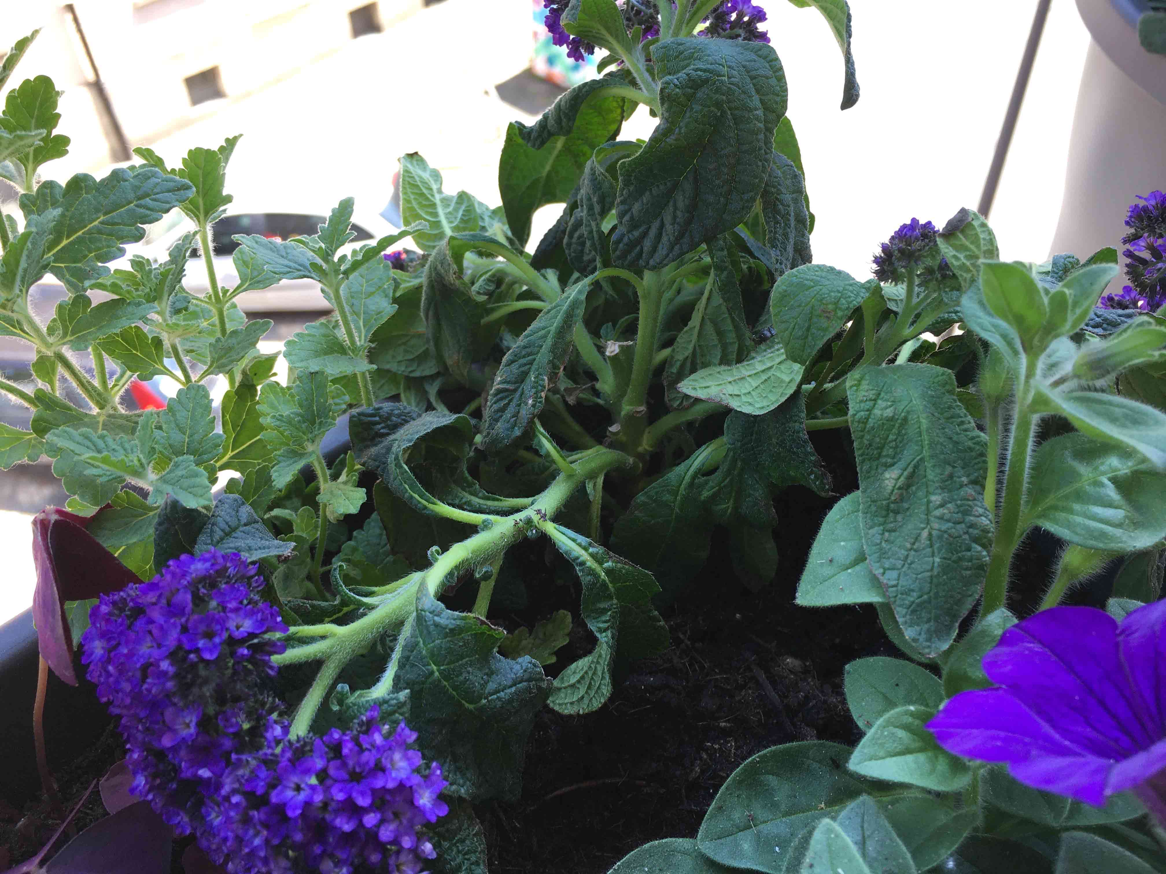 Droopy blooming Heliotrope plant Droopy blooming Heliotrope plant