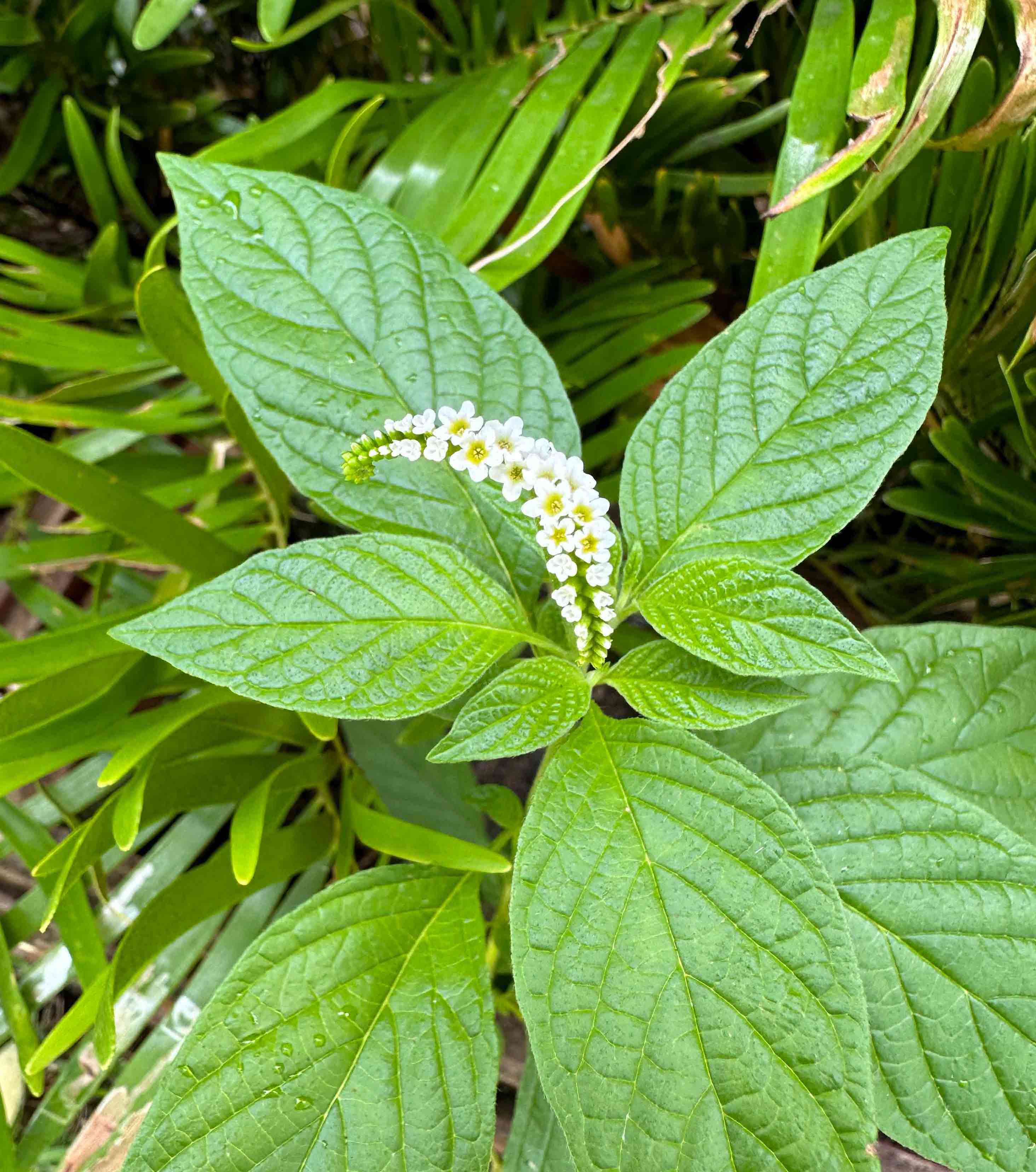 Blooming scorpion tail Blooming scorpion tail