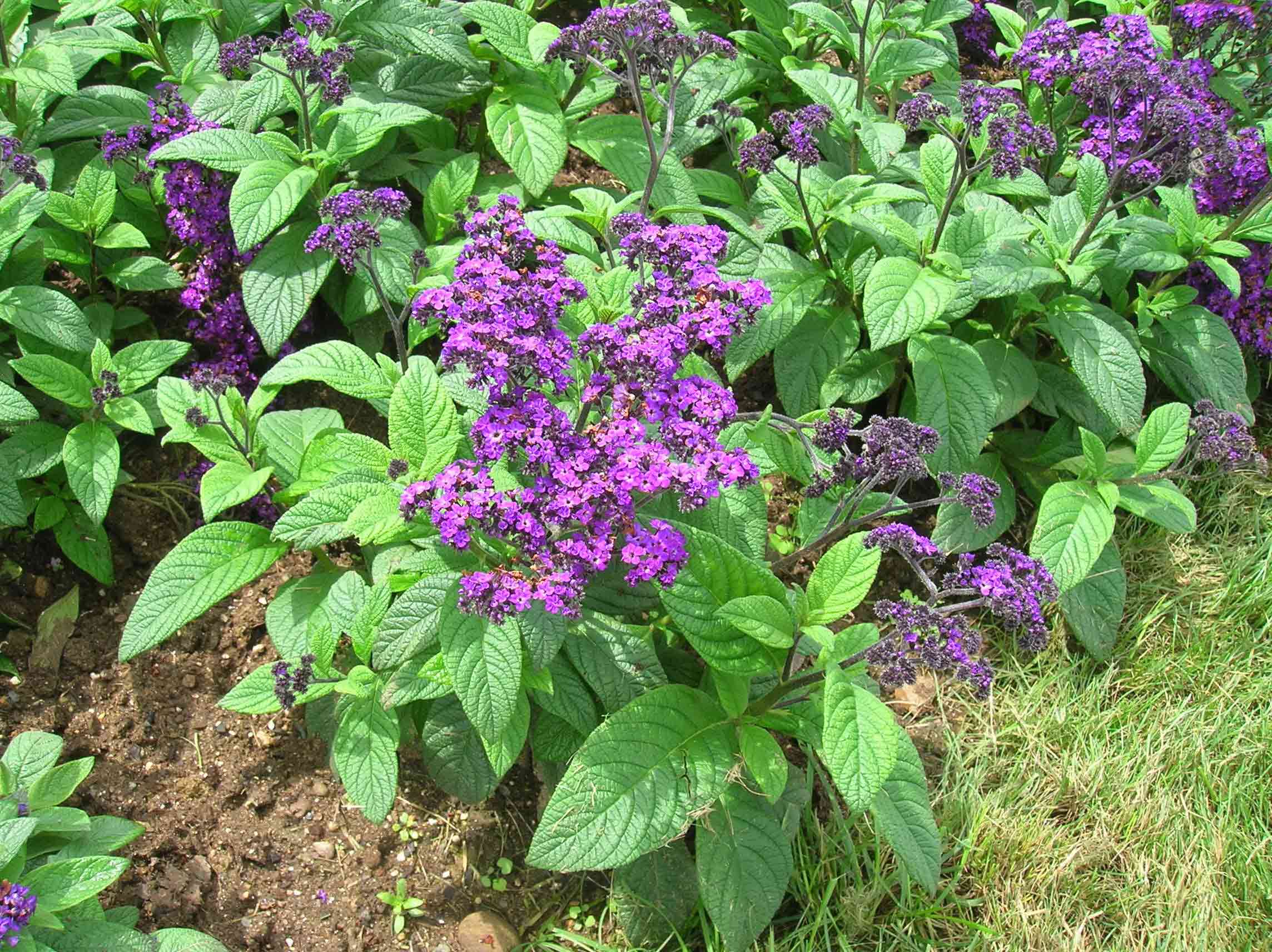 Blooming Heliotropium arborescens Blooming Heliotropium arborescens
