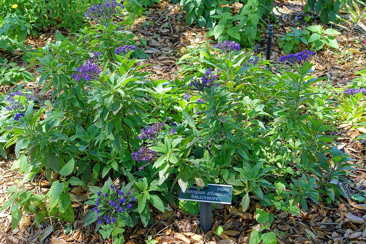 Blooming Heliotropium arborescens, Marie Selby Botanical Gardens - Sarasota, Florida, USA Blooming Heliotropium arborescens, Marie Selby Botanical Gardens - Sarasota, Florida, USA