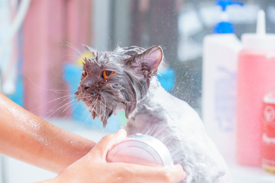 Helping To Take Care Cat Health By Moewcuddles