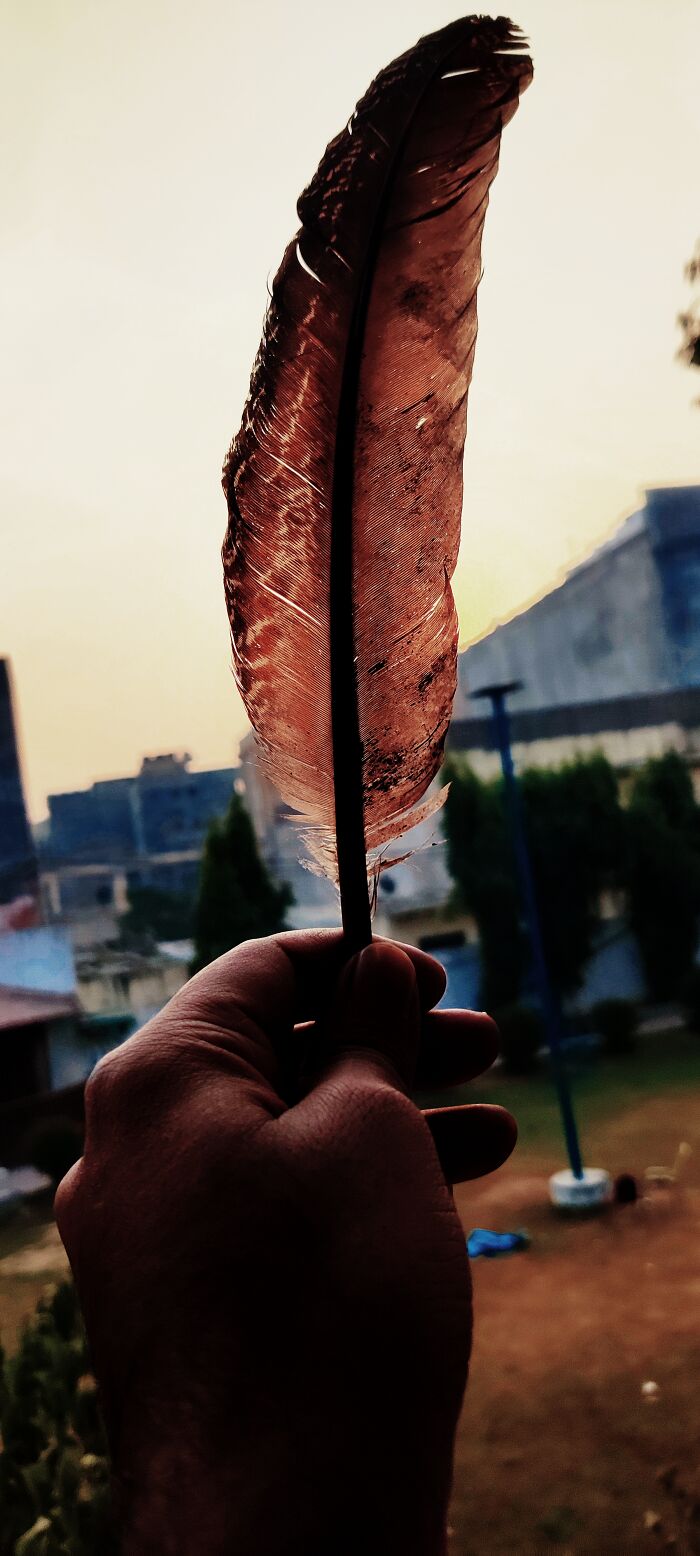 Morning Walk Feather 🪶