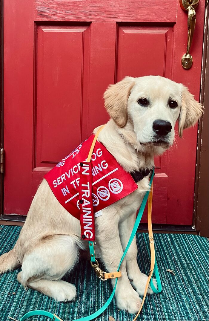 Meet My Service Dog In Training, Scuba Diver