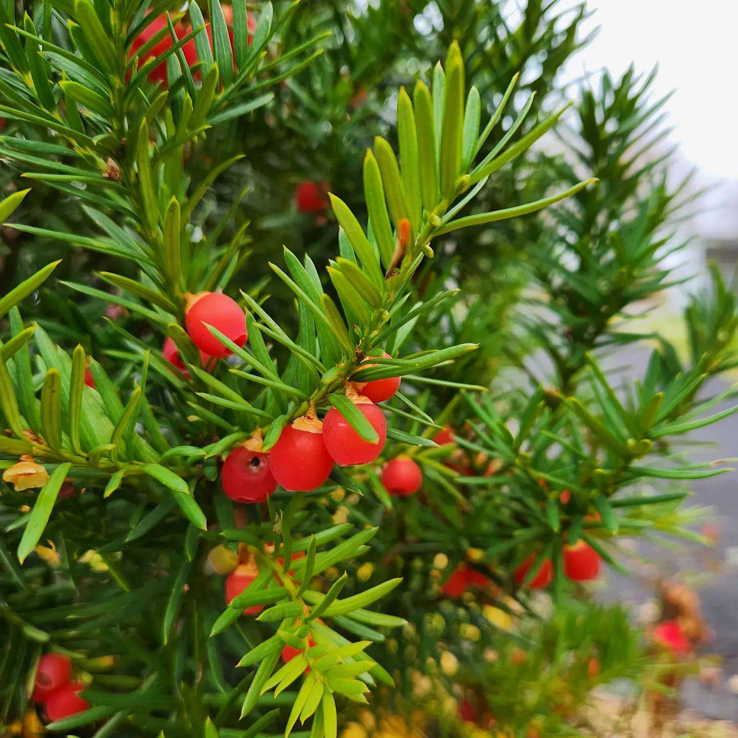 Close up of Hick&rsquo;s Yew with berries