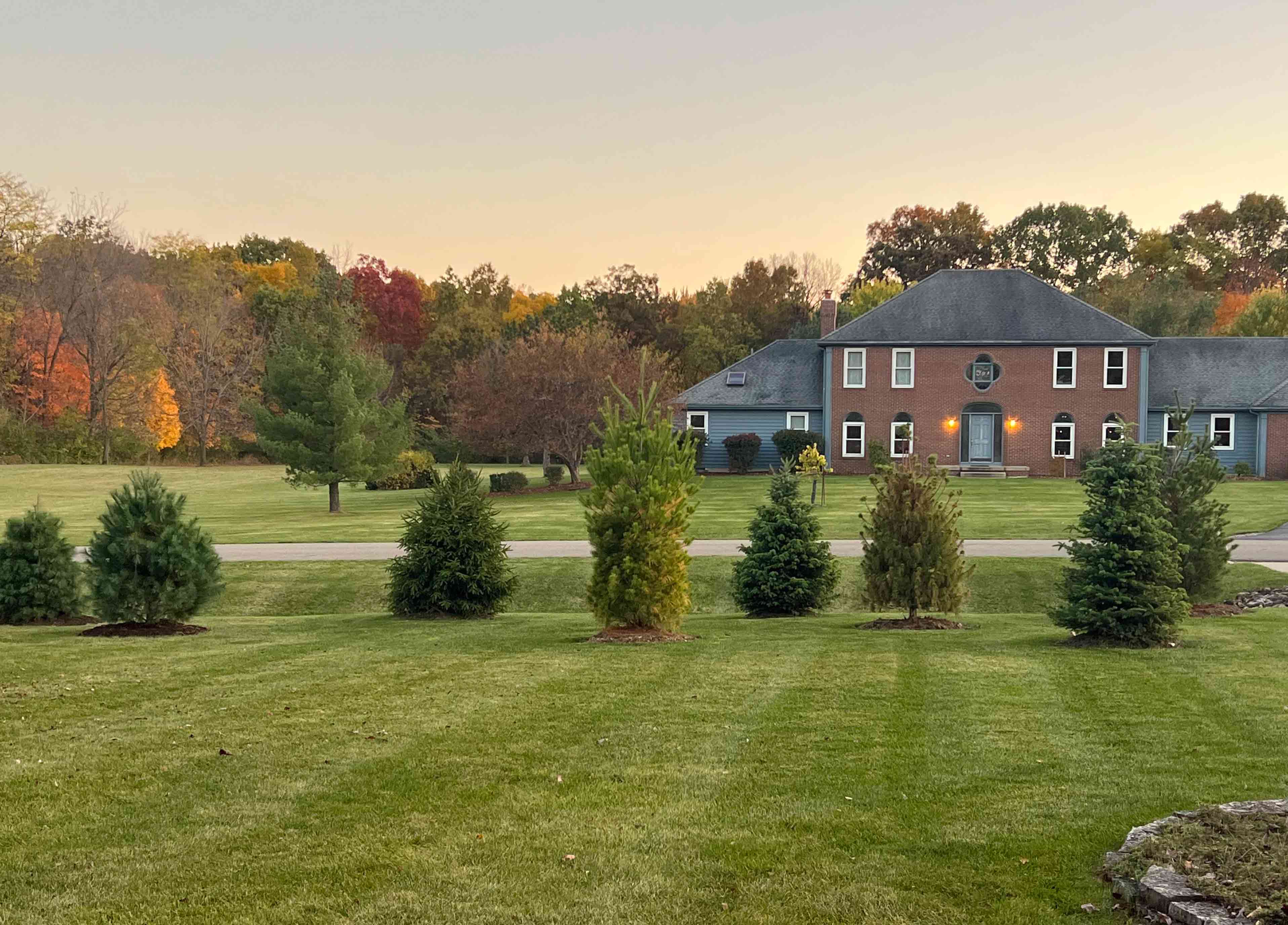 House with lawn and 8 evergreens (White pine, Cannon firs, Norway spruce)