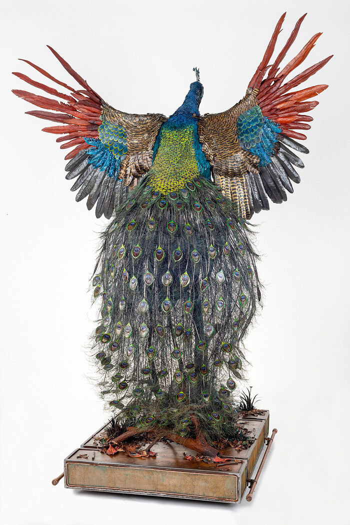 I Spent A Year Making This Life-Sized Peacock Sculpture One Feather At A Time